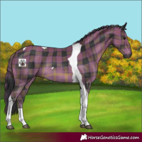 Horse Color:Plaid Black Tobiano Rabicano