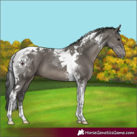 Horse Color:Grullo Tobiano 