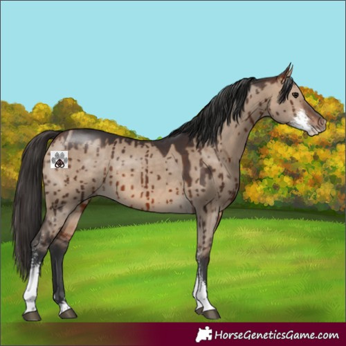 Horse Color:Bay Dun Sabino Brindle 