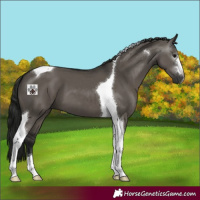 Horse Color:Gray Grullo Tobiano