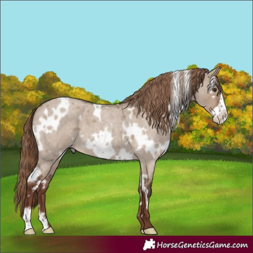 Horse Color:White Spotted Liver Red Dun Roan Frame 