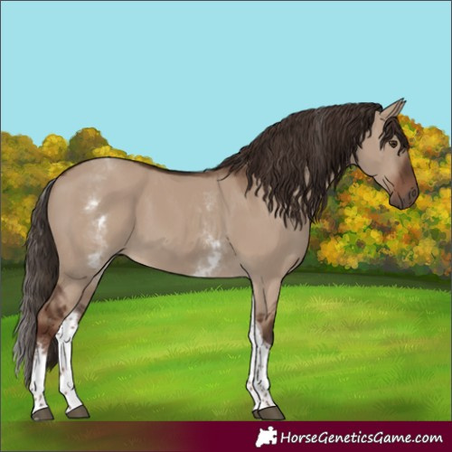 Horse Color:White Spotted Liver Red Dun Tobiano 