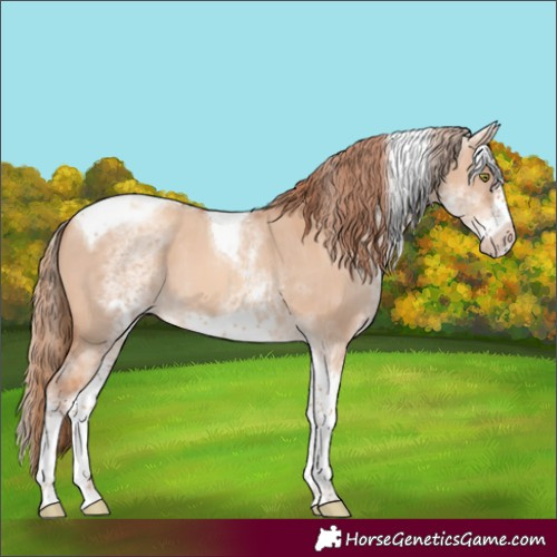 Horse Color:White Spotted Gold Champagne Dun Tobiano Frame 