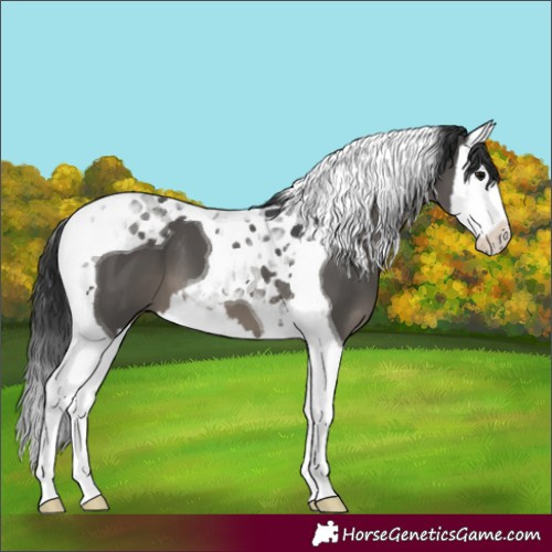 Horse Color:Black Splash Tobiano 