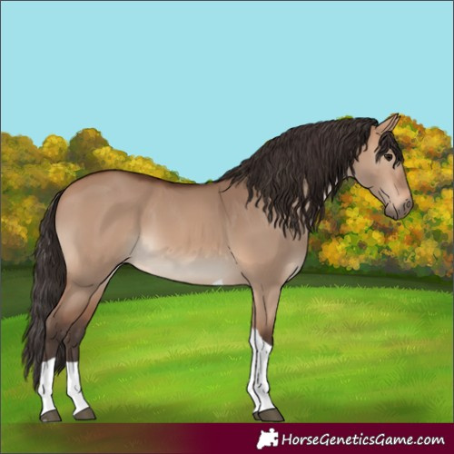 Horse Color:Bay Dun Tobiano
