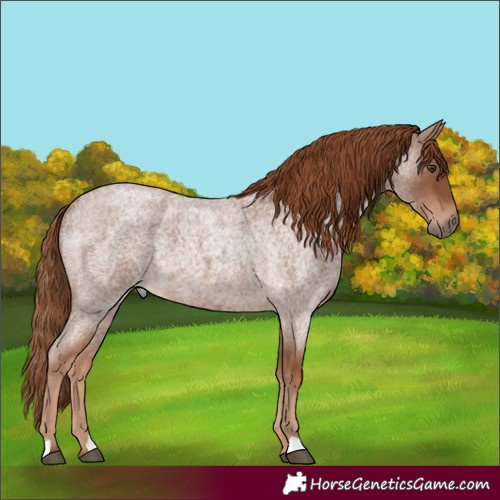 Horse Color:Red Roan 
