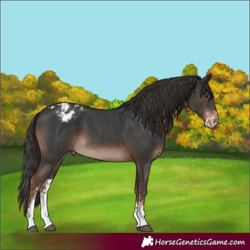 Horse Color:Liver Chestnut Sabino Appaloosa 