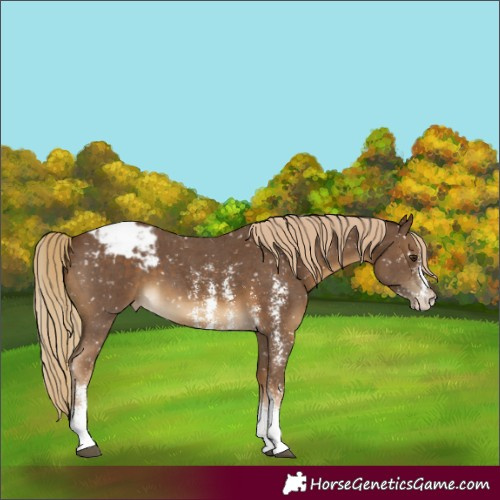 Horse Color:Chocolate Palomino Sabino Appaloosa 