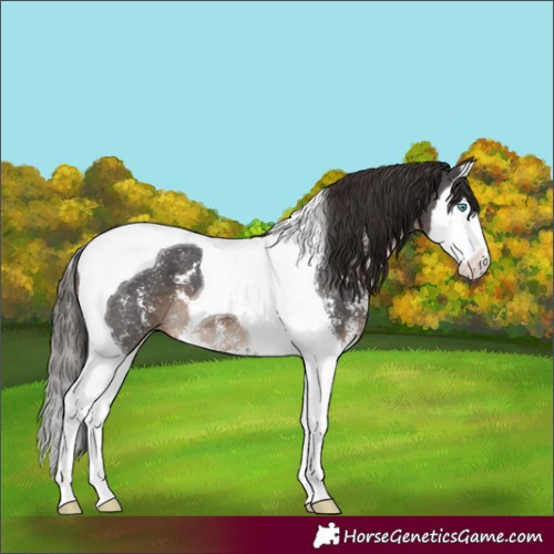 Horse Color:Liver Chestnut Sabino Splash Tobiano 