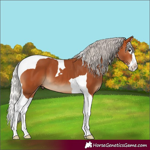 Horse Color:Silver Bay Splash Tobiano 