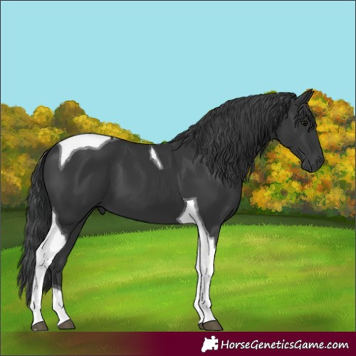 Horse Color:Black Tobiano 