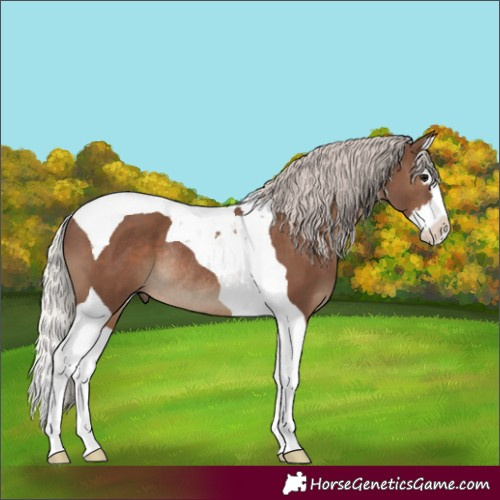 Horse Color:Silver Black Splash Tobiano Rabicano