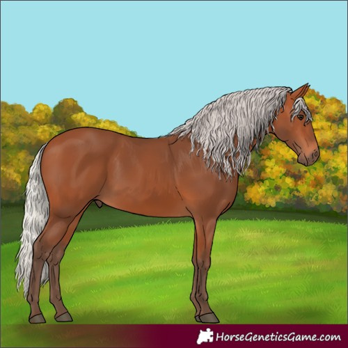 Horse Color:Silver Bay 