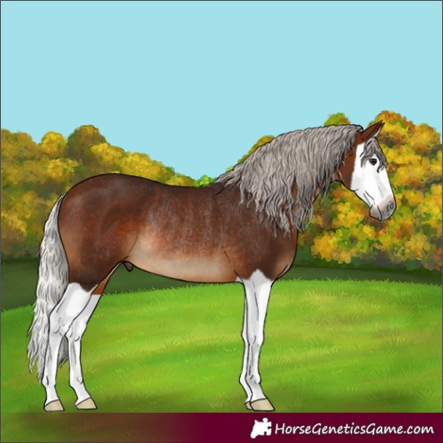 Horse Color:Gray Silver Bay Splash Rabicano