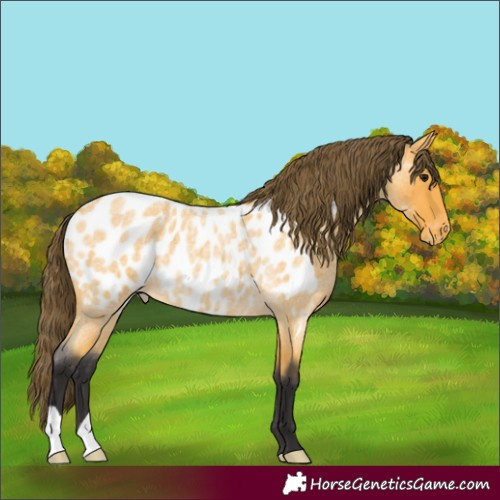 Horse Color:Buckskin Roan Appaloosa 