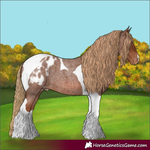 Horse Color:Red Roan Tobiano Appaloosa 