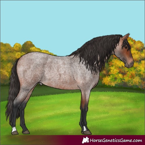 Horse Color:Bay Roan Rabicano