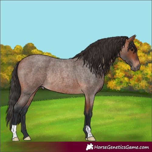 Horse Color:Bay Roan Rabicano