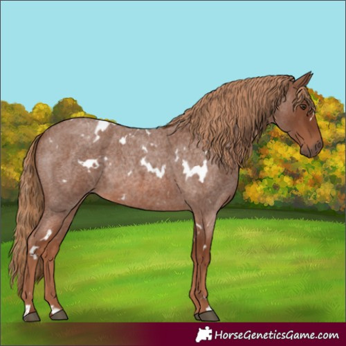 Horse Color:White Spotted Red Roan Rabicano