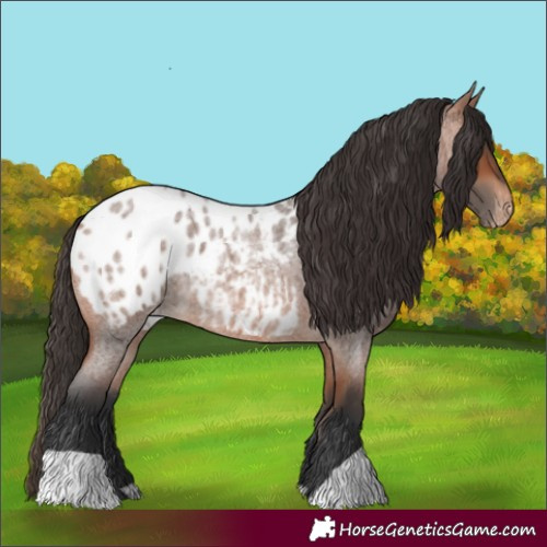 Horse Color:Bay Roan Appaloosa