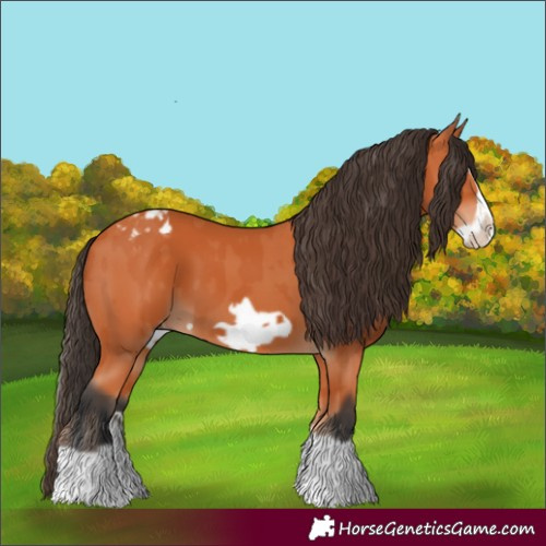 Horse Color:Bay Splash Frame  and Bay Splash Frame Appaloosa 