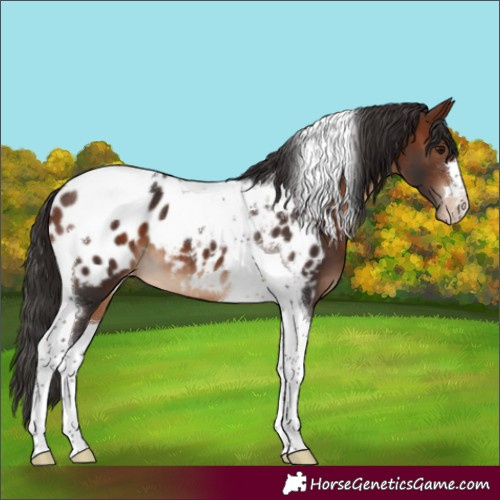 Horse Color:Bay Tobiano Appaloosa 