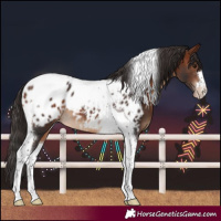 Horse Color:Bay Tobiano Blanket 