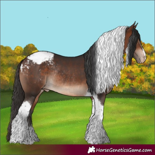 Horse Color:Bay Tobiano Appaloosa Rabicano 