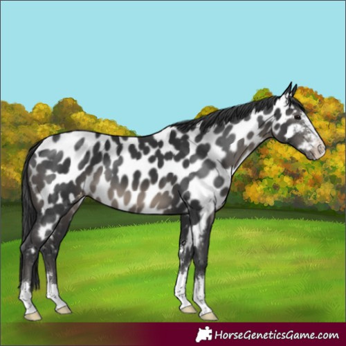 Horse Color:Black Appaloosa 