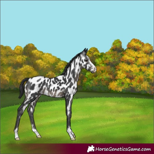 Horse Color:Black Appaloosa