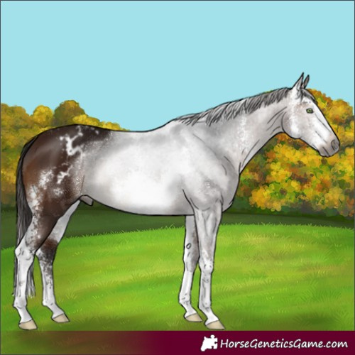 Horse Color:Gray Bay Sabino Appaloosa 