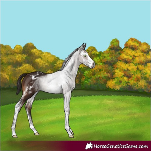 Horse Color:Gray Bay Sabino Appaloosa 