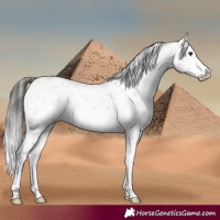 Horse Color:White Spotted Bay Dun Sabino
