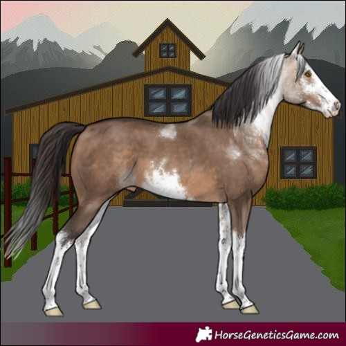 Horse Color:White Spotted Bay Dun 