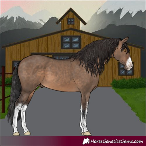 Horse Color:White Spotted Brown Dun 