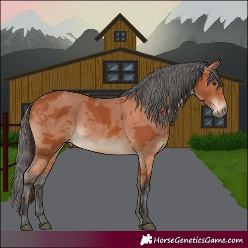 Horse Color:White Spotted Bay Merle