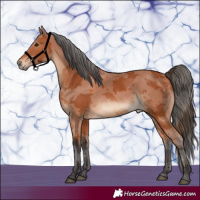 Horse Color:White Spotted Bay Merle 