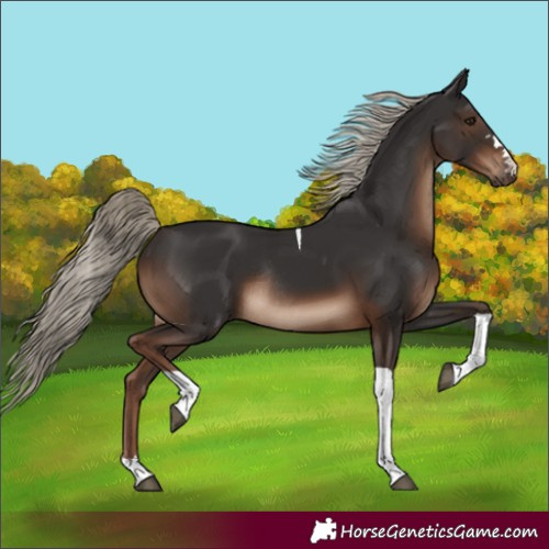 Horse Color:Liver Chestnut Tobiano Rabicano