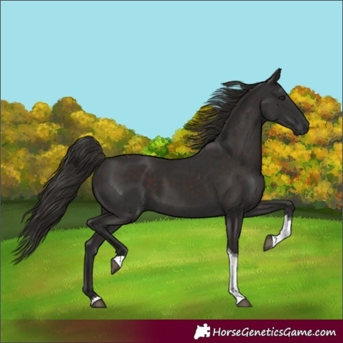 Horse Color:Liver Chestnut Tobiano Rabicano 