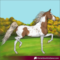 Horse Color:Chocolate Palomino Splash Tobiano Frame 