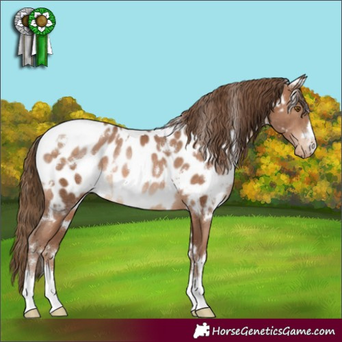 Horse Color:White Spotted Brown Pearl Appaloosa 