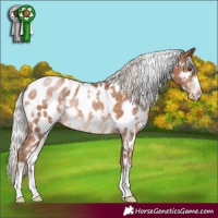 Horse Color:White Spotted Silver Brown Pearl Appaloosa 