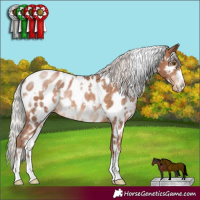 Horse Color:White Spotted Silver Brown Pearl Appaloosa 