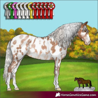 Horse Color:White Spotted Silver Brown Pearl Appaloosa