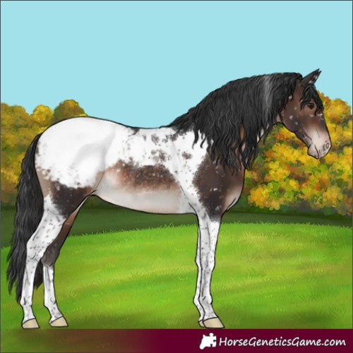 Horse Color:Brown Mushroom Tobiano Appaloosa Rabicano 