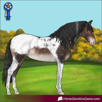 Horse Color:Brown Mushroom Tobiano Appaloosa Rabicano