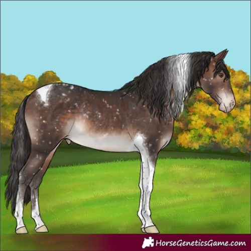 Horse Color:Brown Mushroom Tobiano Appaloosa Rabicano 