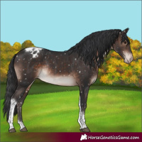 Horse Color:Brown Mushroom Tobiano Appaloosa Rabicano