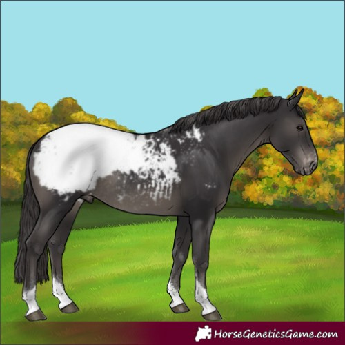 Horse Color:Smoky Black Tobiano Snowcap Rabicano