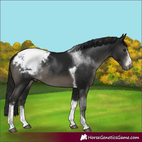 Horse Color:Gray Black Sabino Tobiano Snowcap Rabicano 